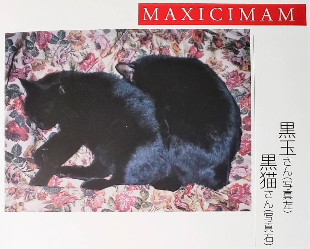 A photo of two black cats curled up on a floral upholstery fabric