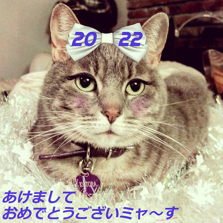 Year of the&nbsp;Kotora