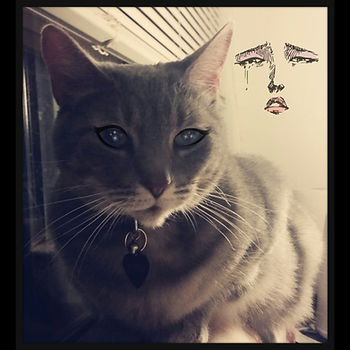 A photo of cat Kotora, embellished with a teary face