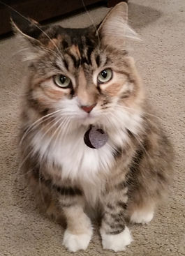 A 'torbie', or tortoiseshell tabby cat
