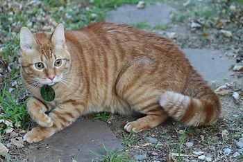 An orange tabby cat prowling outside